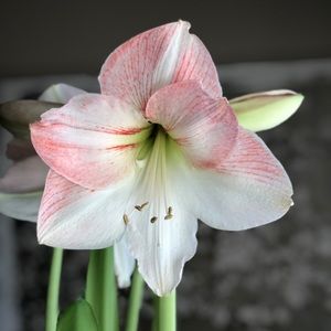 Meet your Posher, Ginger